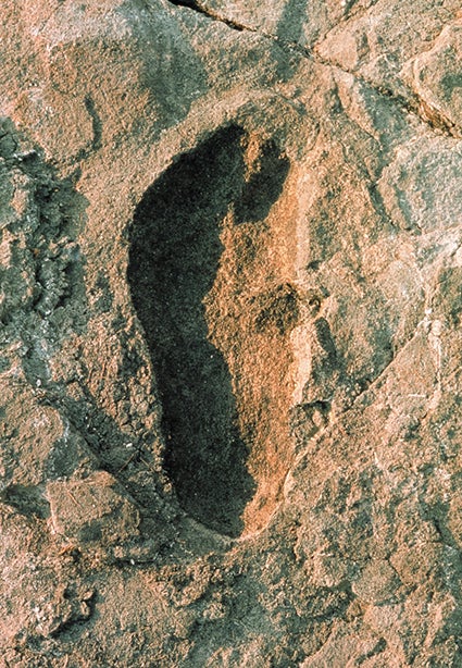 Laetoli Site G footprint presumably made by A. afarensis.