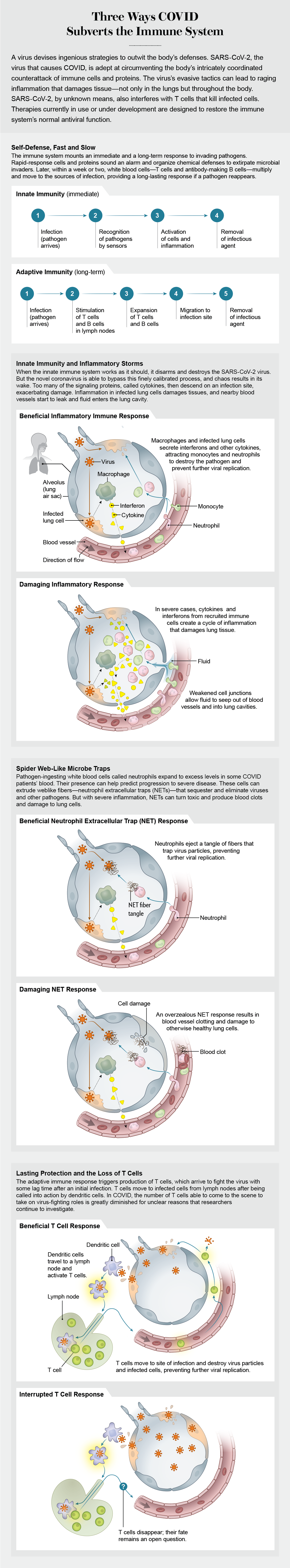 Schematic shows how COVID-19 can trigger excessive and harmful innate immune responses and interrupt a critical adaptive immune response