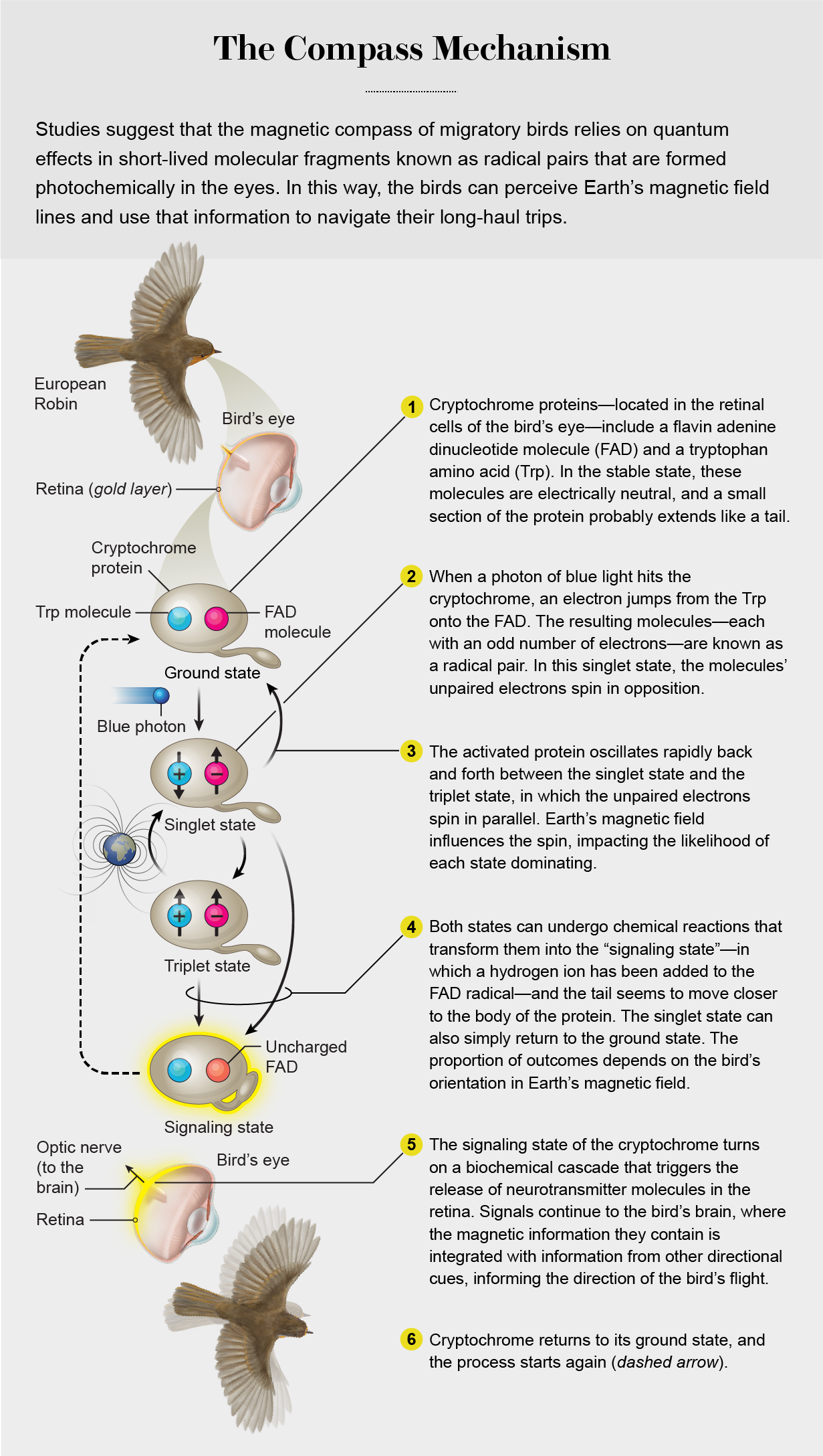 这张图展示了隐色素如何将地球磁场的分子信号从鸟的视网膜发送到它的大脑。