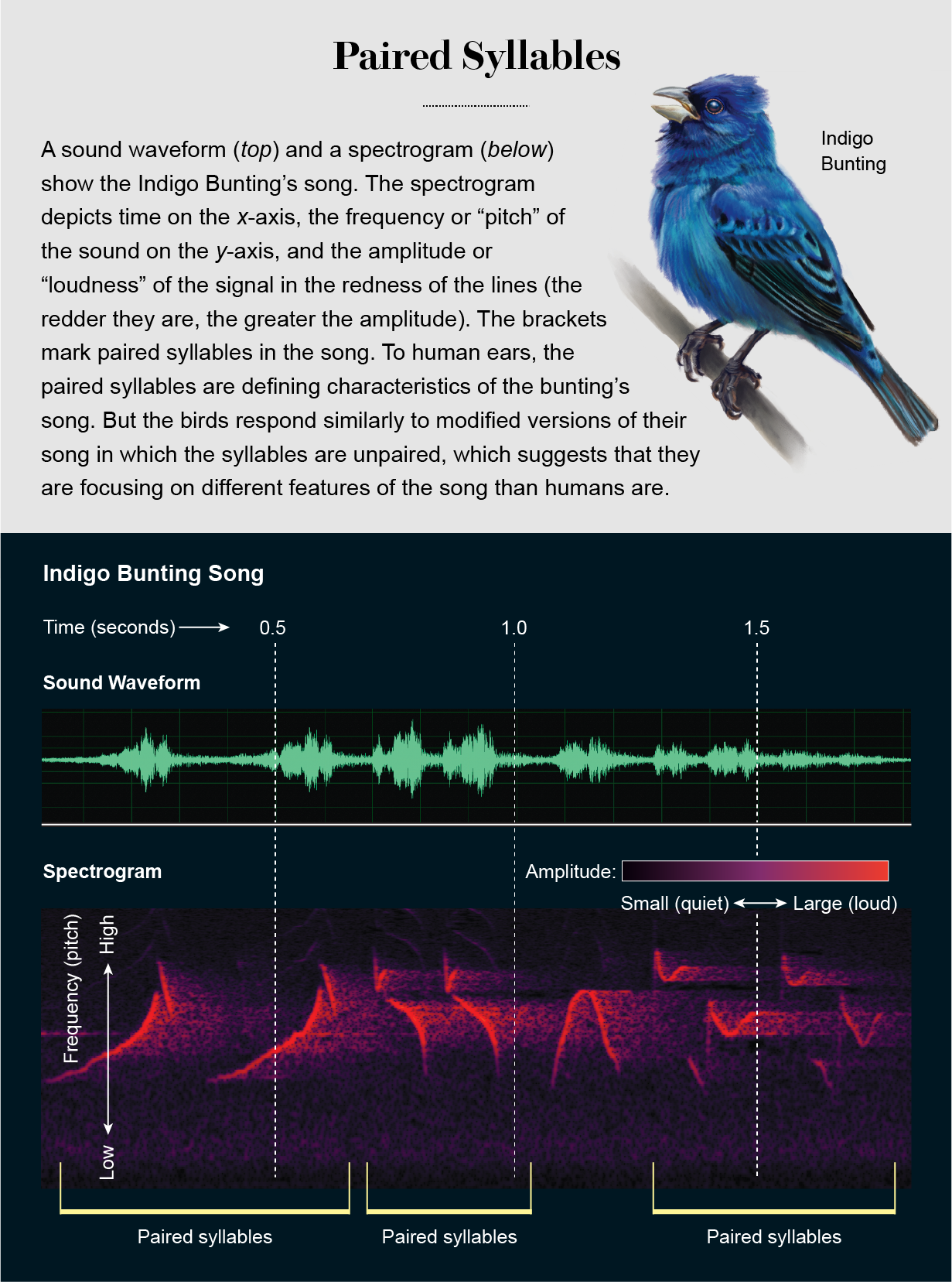 Sound waveform and spectrogram show the Indigo Bunting song and highlight paired syllables perceived by human ears.