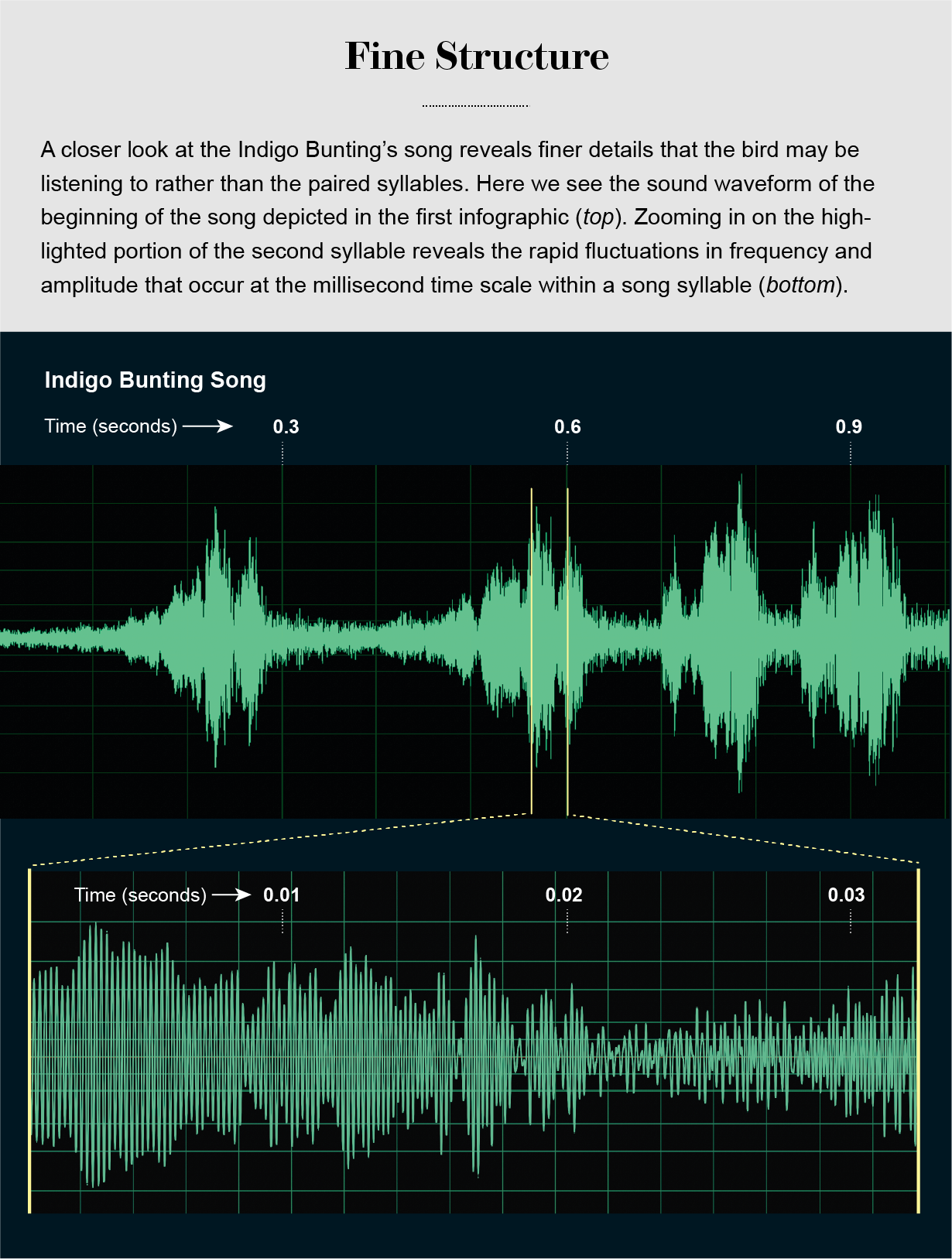 放大部分靛蓝彩旗歌曲波形显示快速频率和幅度波动在一个音节。