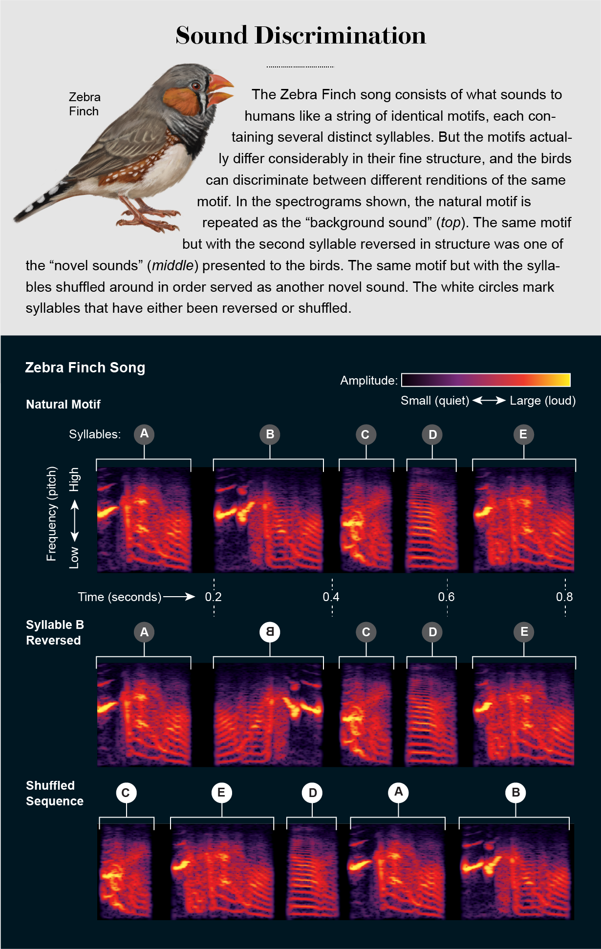 Spectrograms show motifs perceived by humans in Zebra Finch song and how syllables were reversed and shuffled in experiments.