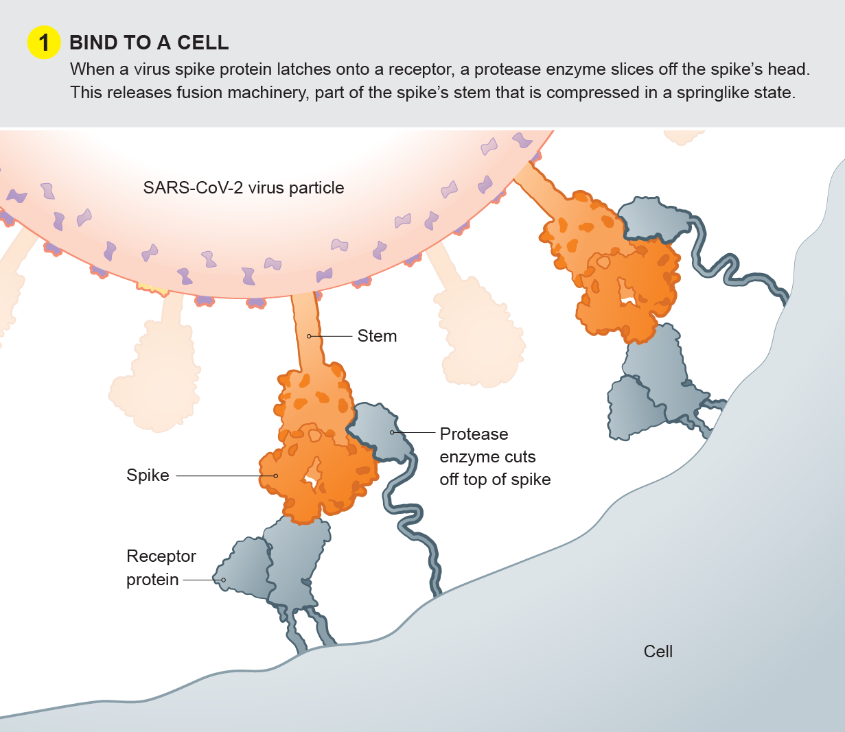 Virus binds to a lung cell