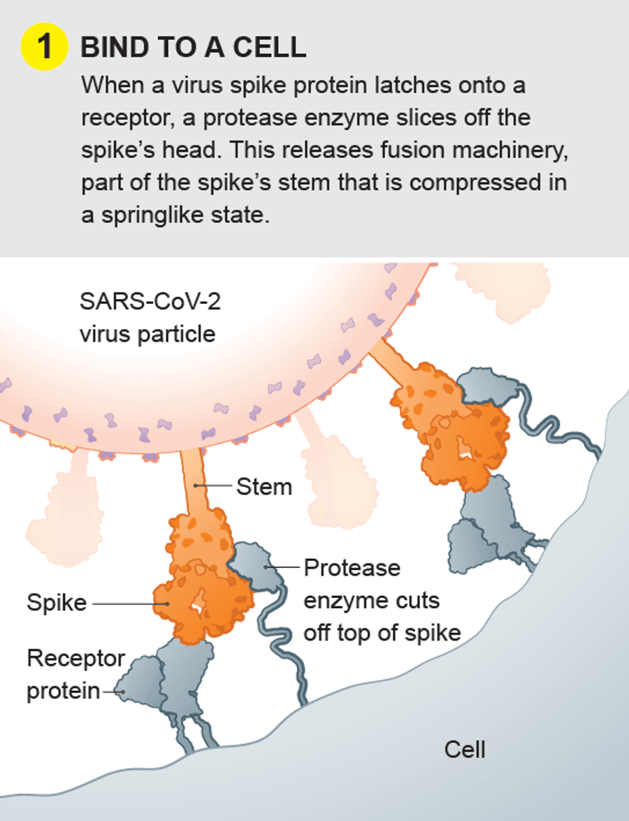 A Visual Guide to the SARS-CoV-2 Coronavirus | Scientific American