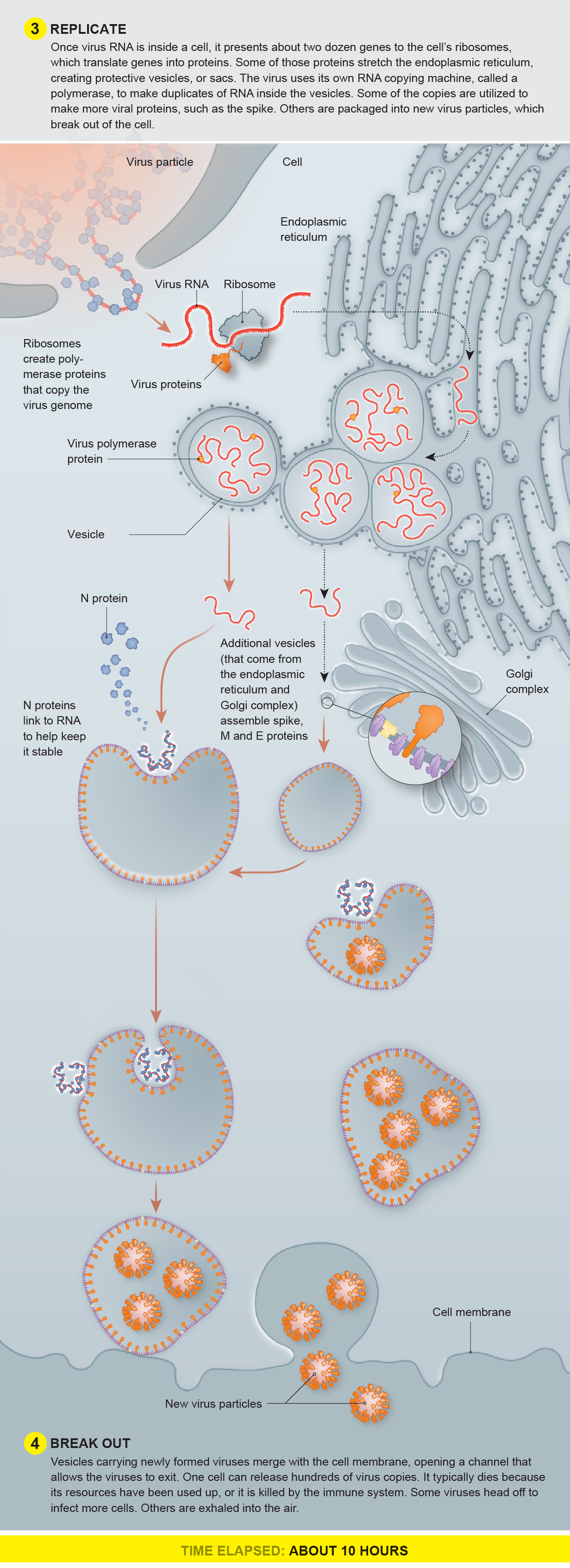 Virus replicates and copies break out