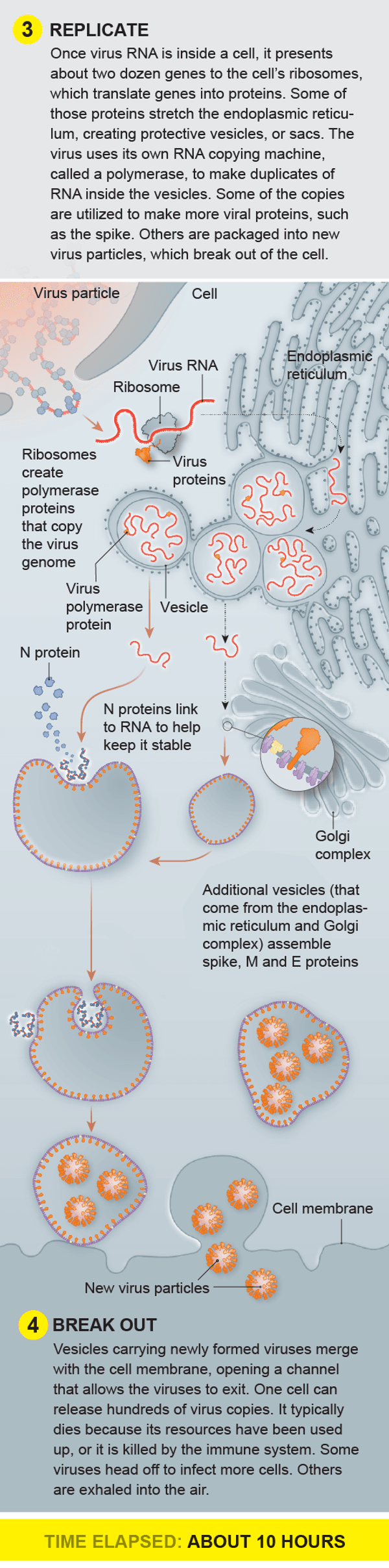 A Visual Guide to the SARS-CoV-2 Coronavirus | Scientific American