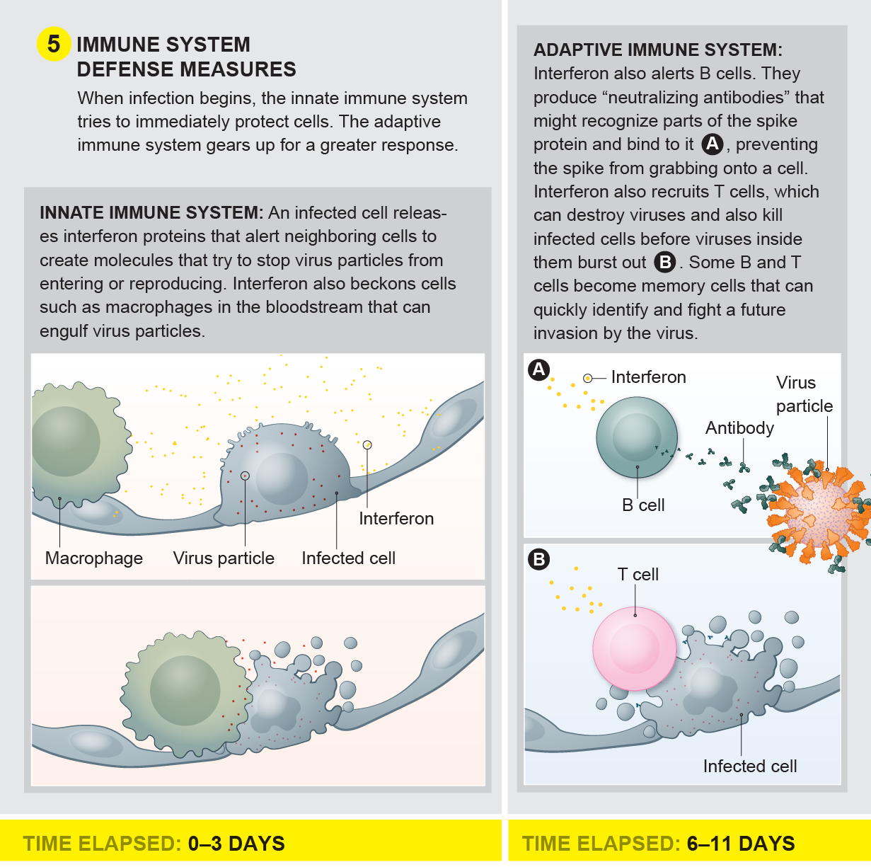 The immune system defense measures
