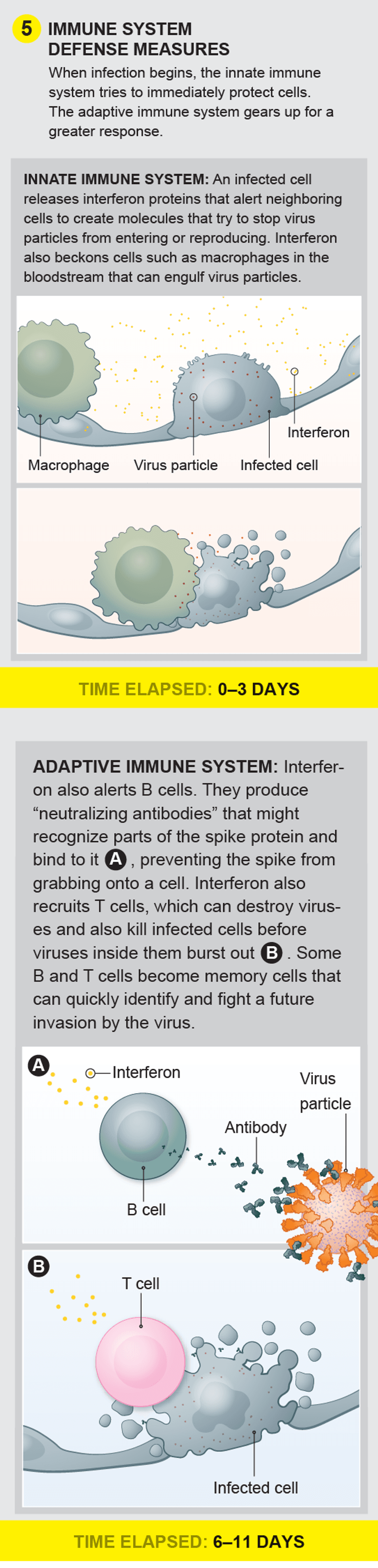 A Visual Guide to the SARS-CoV-2 Coronavirus | Scientific American