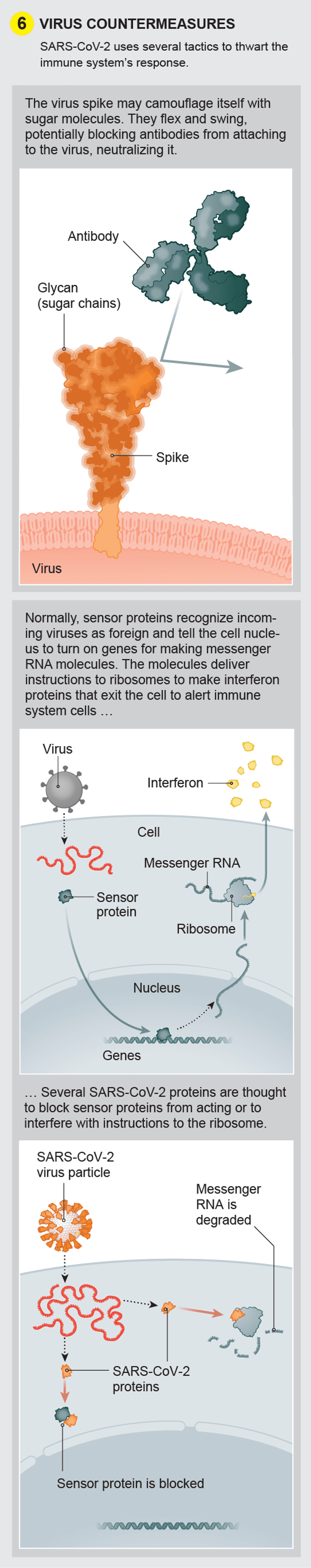 A Visual Guide to the SARS-CoV-2 Coronavirus | Scientific American
