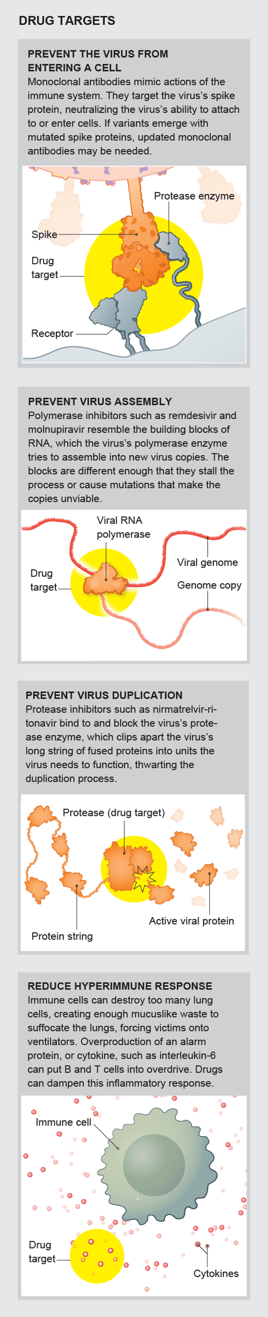A Visual Guide to the SARS-CoV-2 Coronavirus | Scientific American