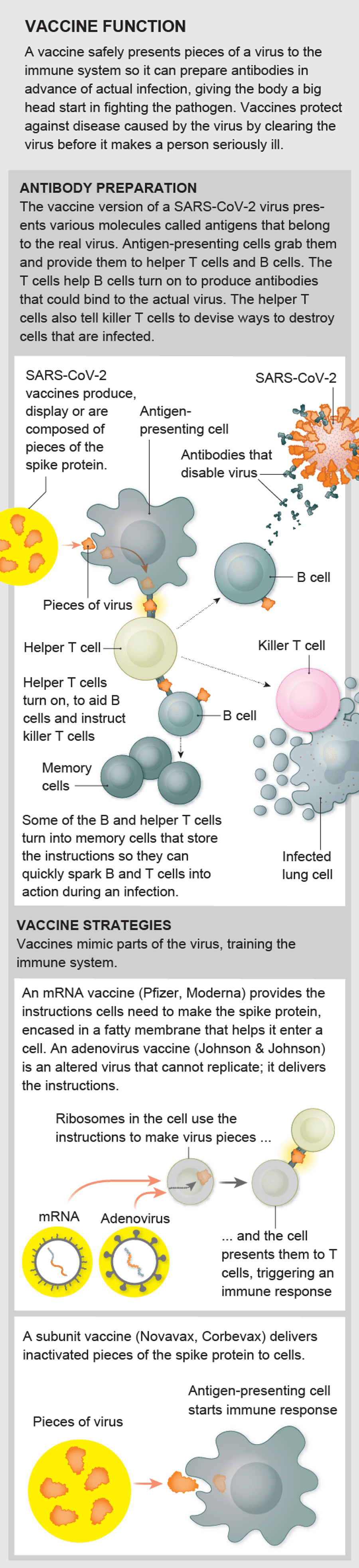 A Visual Guide to the SARS-CoV-2 Coronavirus | Scientific American