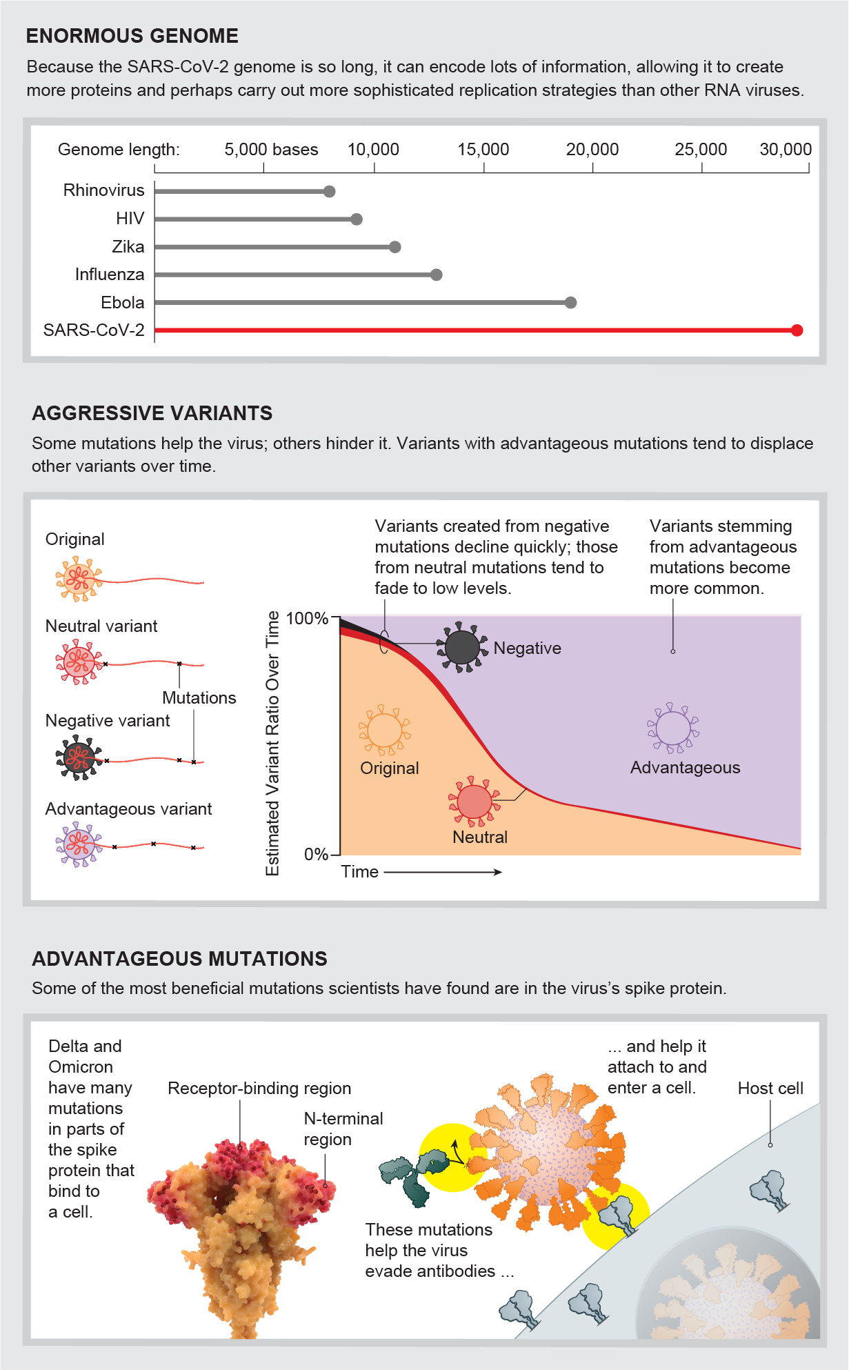 characteristics that set the SARS CoV-2 genome apart from those of other RNA viruses