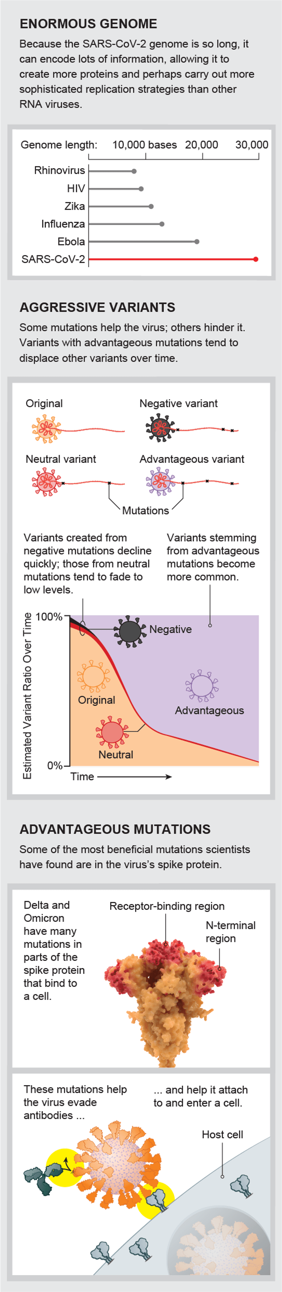 A Visual Guide to the SARS-CoV-2 Coronavirus | Scientific American