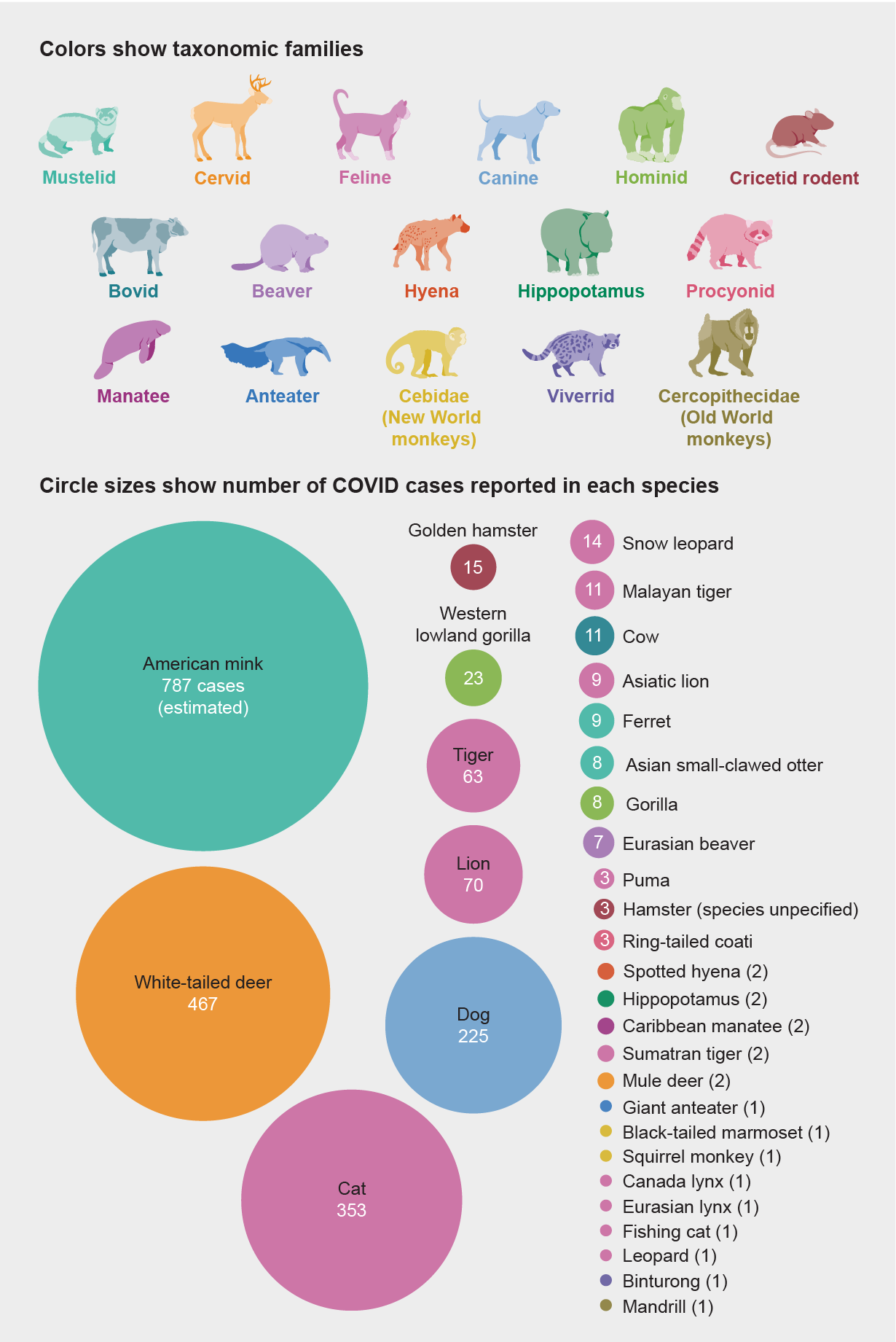 Graphic shows circles scaled by the number of COVID cases detected in each of 33 species, representing 16 taxonomic families.