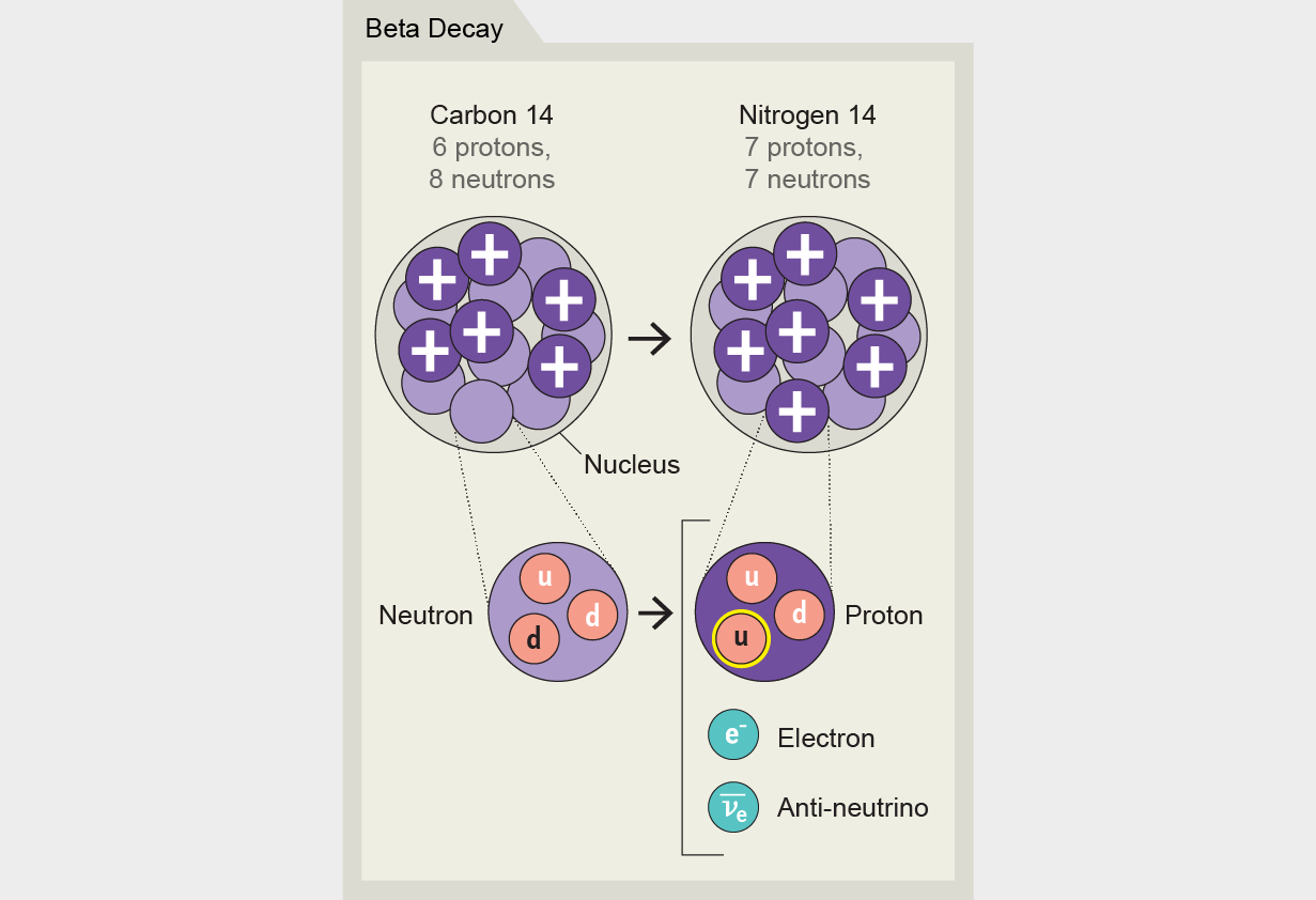 Beta decay example shows carbon 14 decaying into nitrogen 14: a down quark decays into an up quark + electron + anti-neutrino.