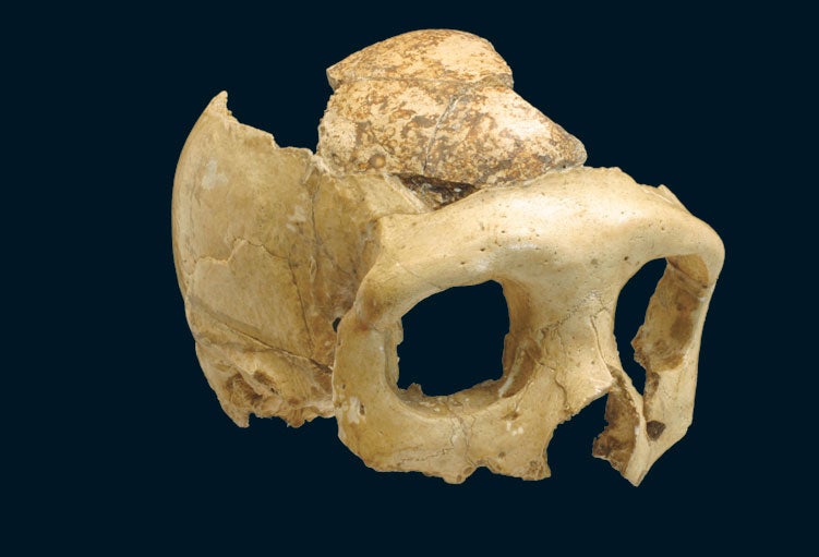 Neandertal cranium from Krapina.
