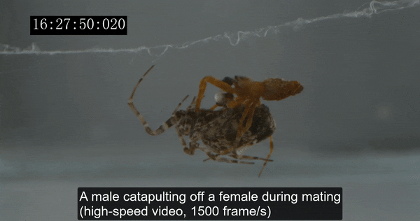 Male spider jumping from a female during mating in slow motion.