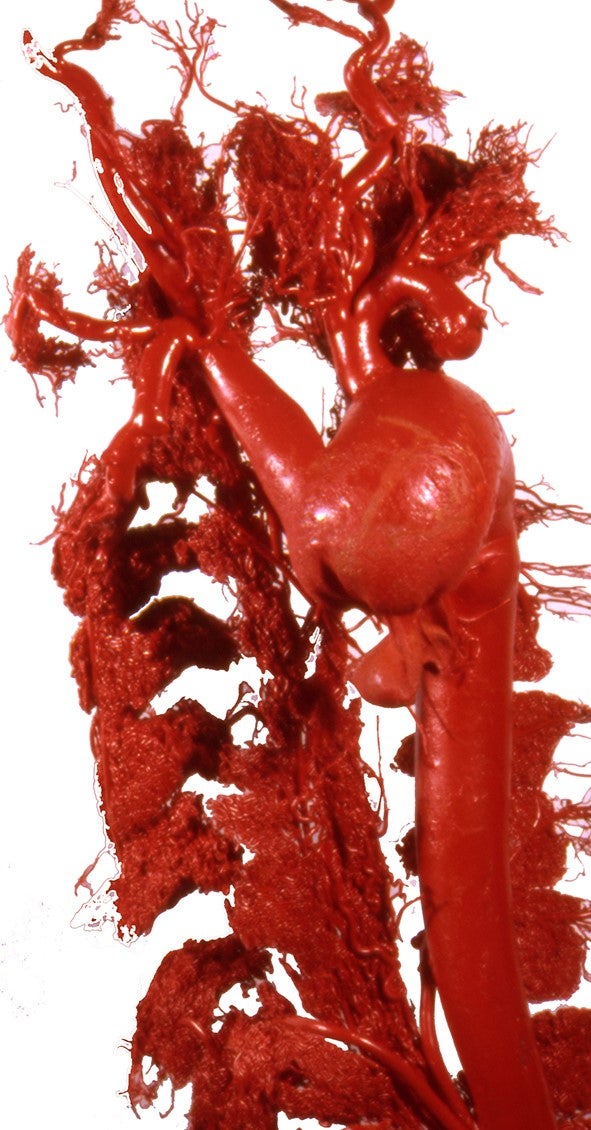 Resin cast showing the aorta and arteries in the retia of a beluga whale.