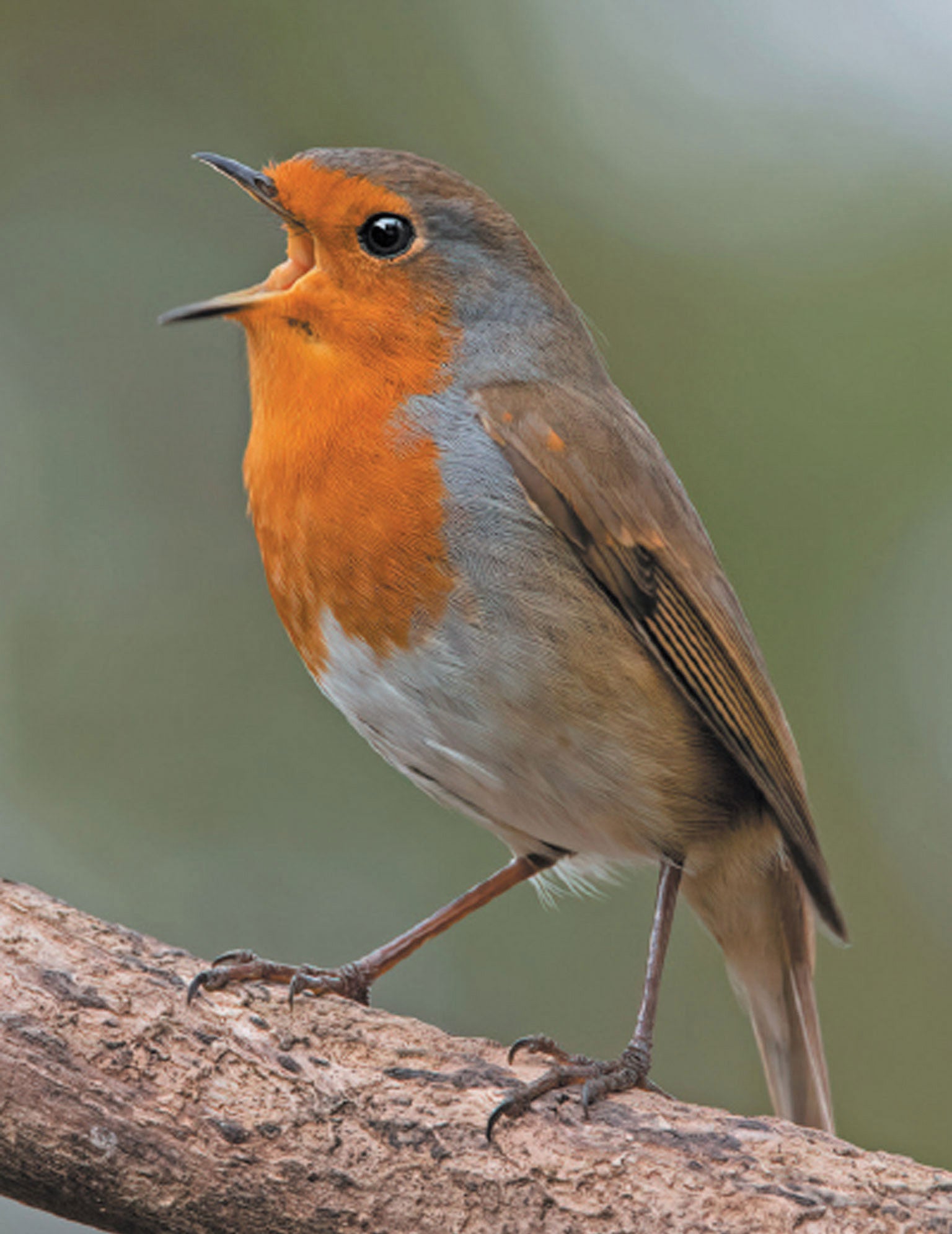 European Robin.