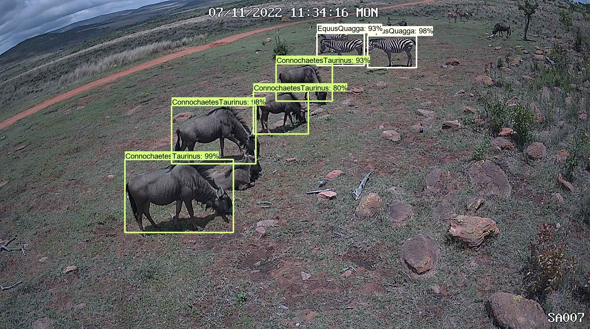 Conservation AI identifies species from camera footage.