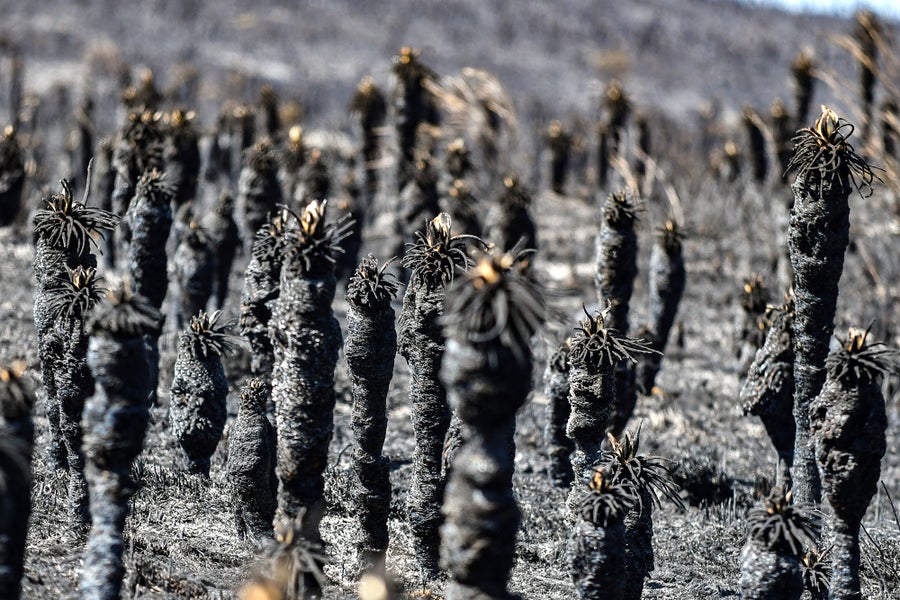 Burnt Espeletia plants