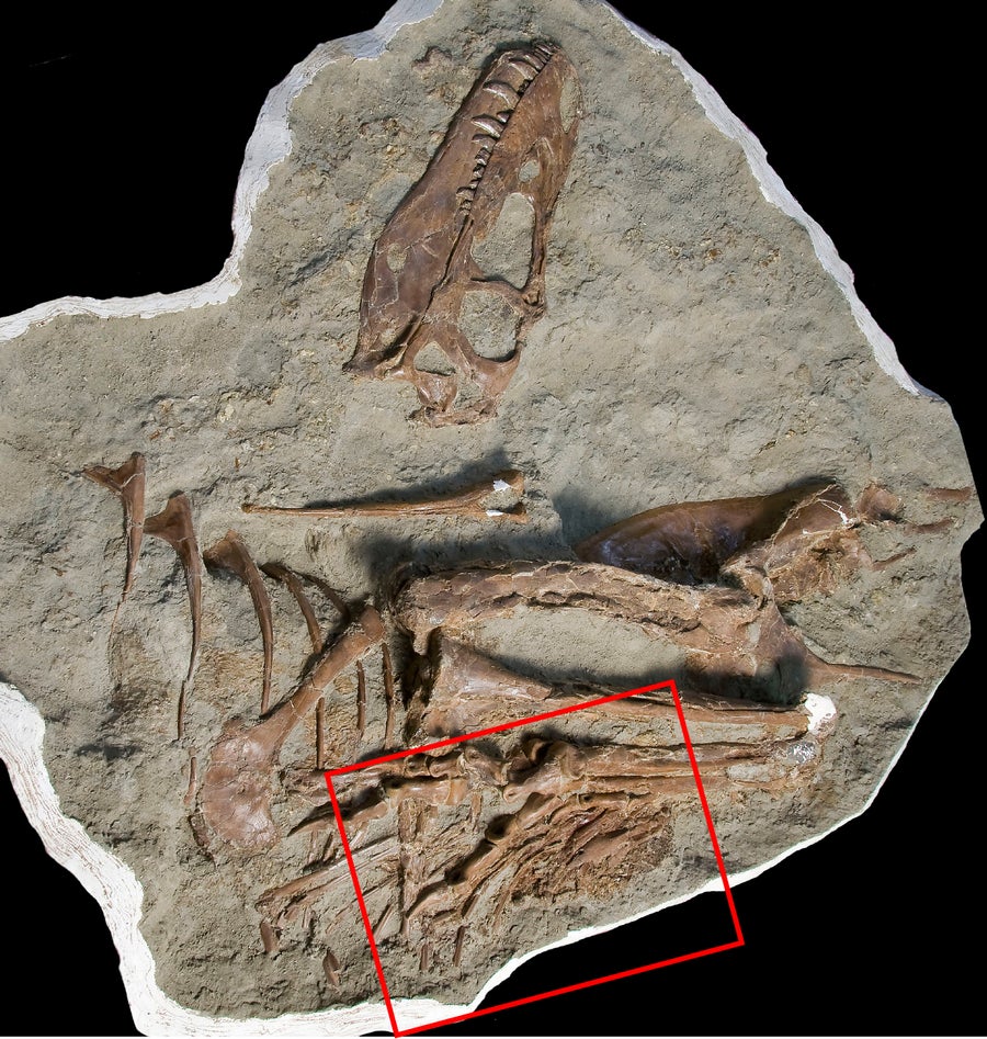 Gorgosaurus skeleton left view showing location of stomach contents