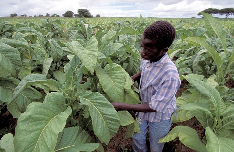 A child working on a tobacco plantation.