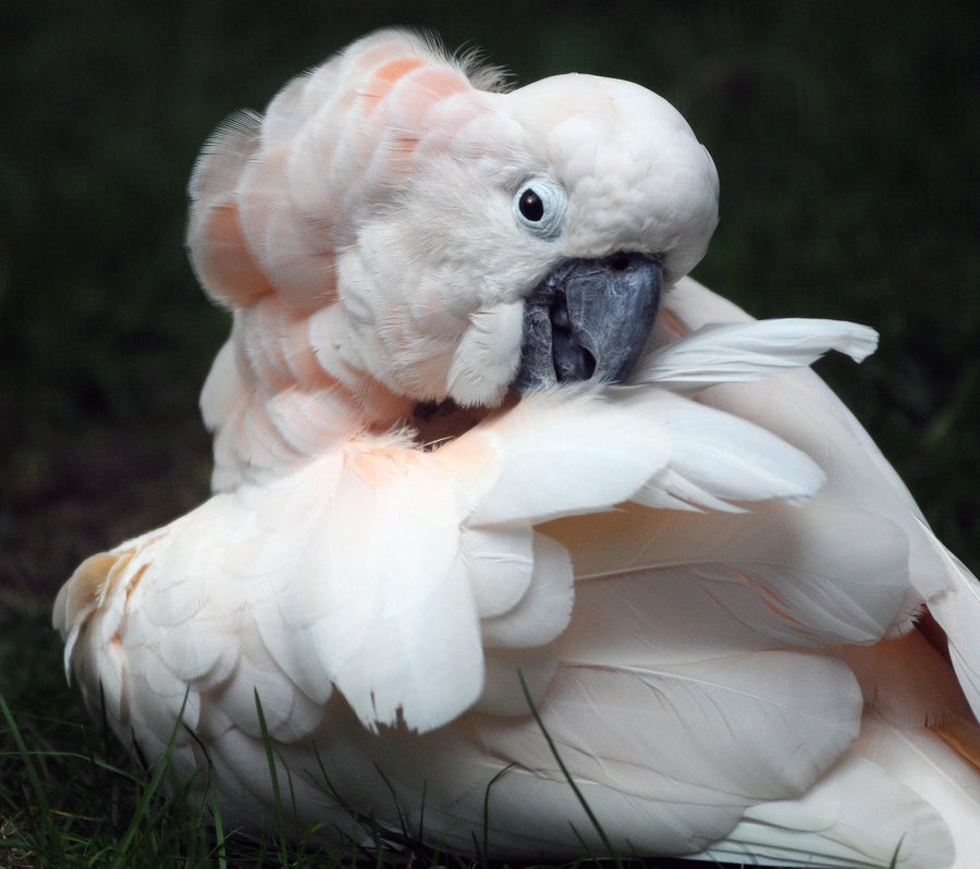 Image of the Salmon-crested Cockatoo