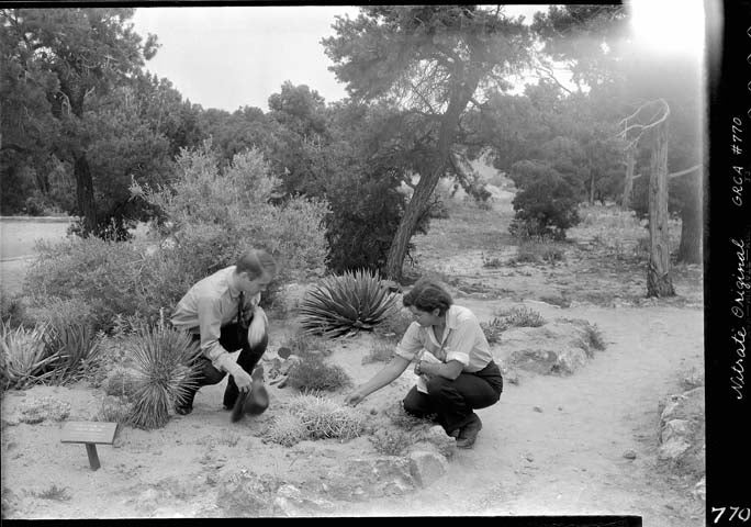 Park naturalist Edwin Mckee with botanist Dr. Elzada Clover examining a yucca in the native plant garden by Yavapai Observation station, July 1938.