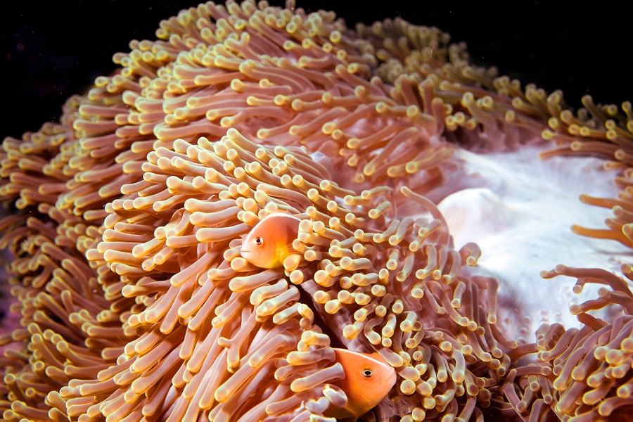 Pink skunk clownfish in an anemone 