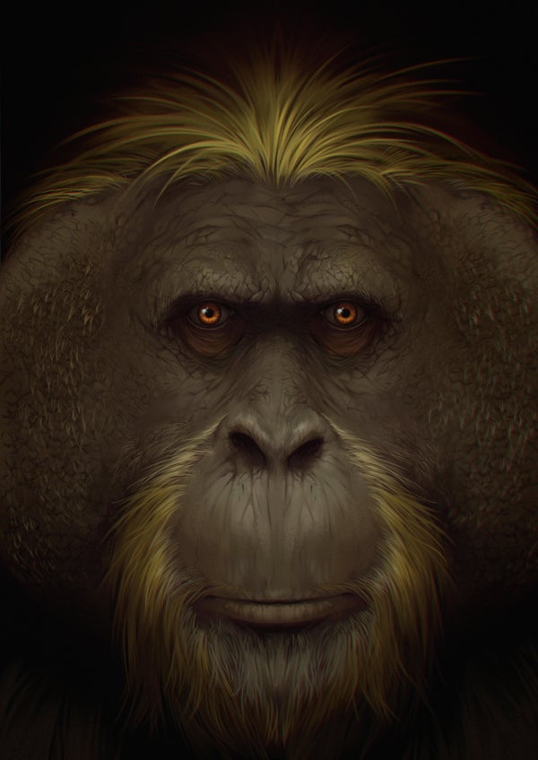 Una reconstrucción de G. blacki.