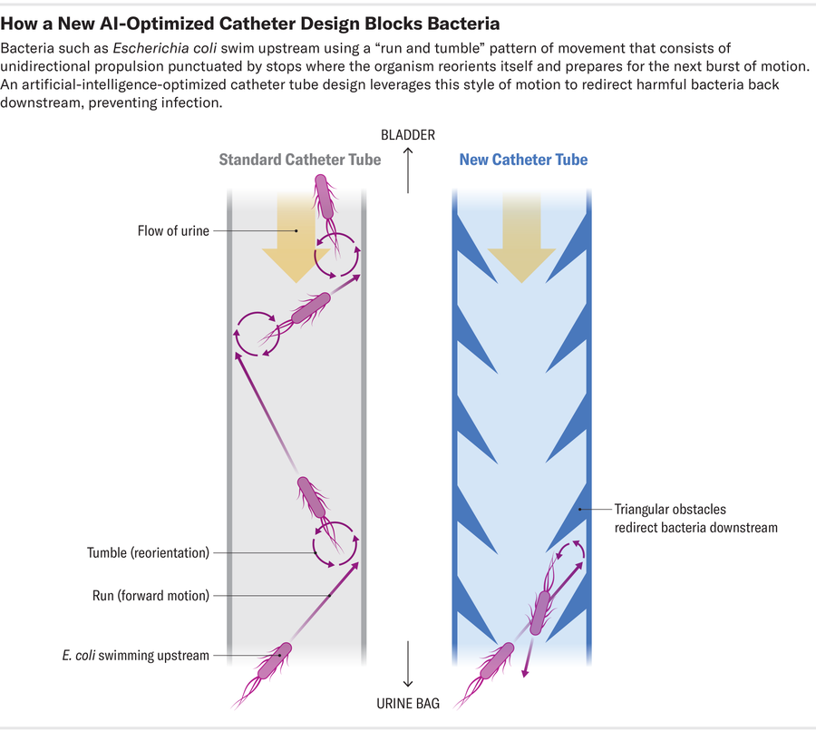 Graphic compares standard and AI-designed catheter structures and shows how the AI-designed version prevents upstream-swimming bacteria from reaching the bladder by using triangular obstacles to redirect them back downstream.