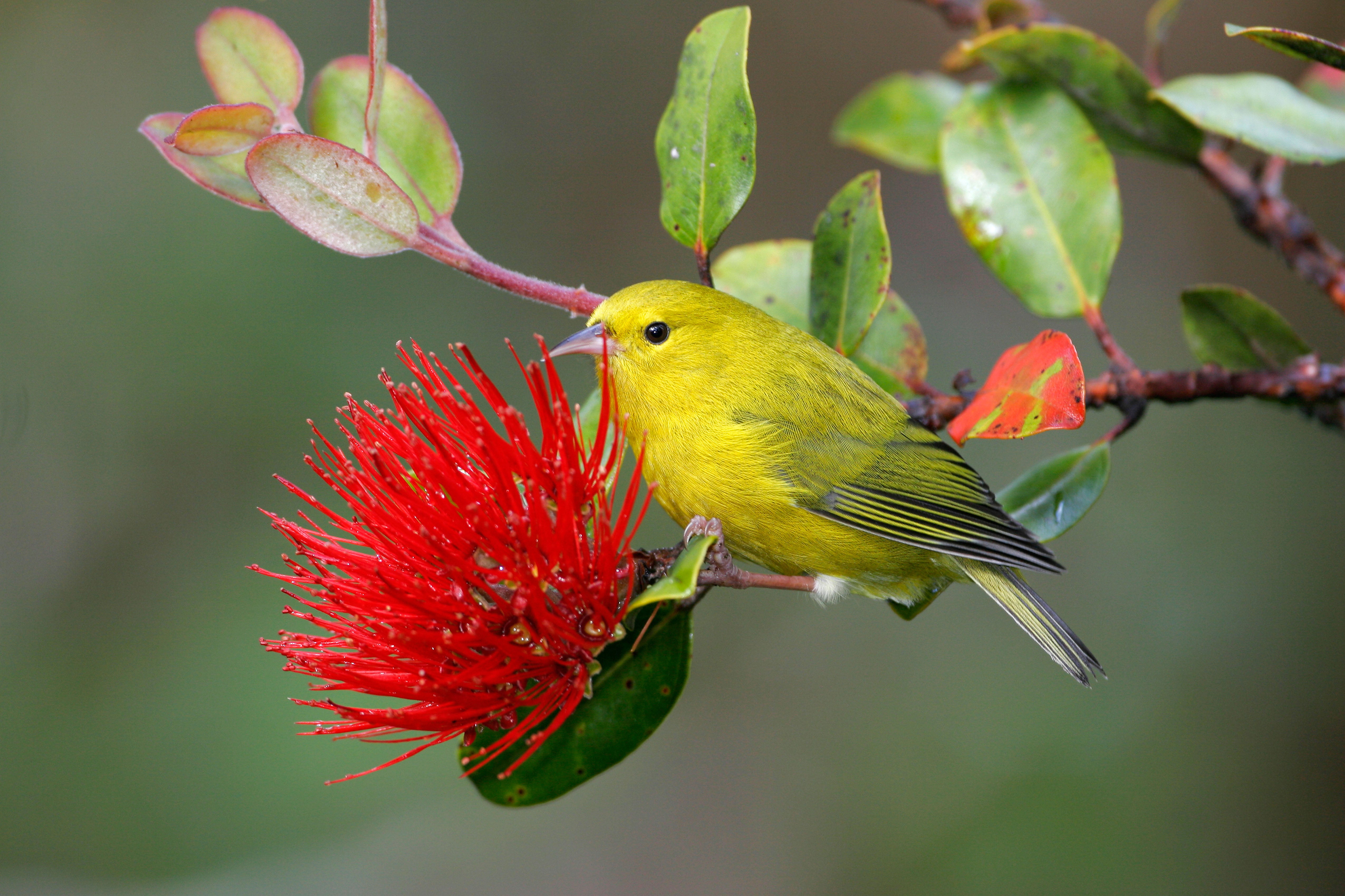 Anianiau (Hemignathus parvus) on a red ohia flower. 