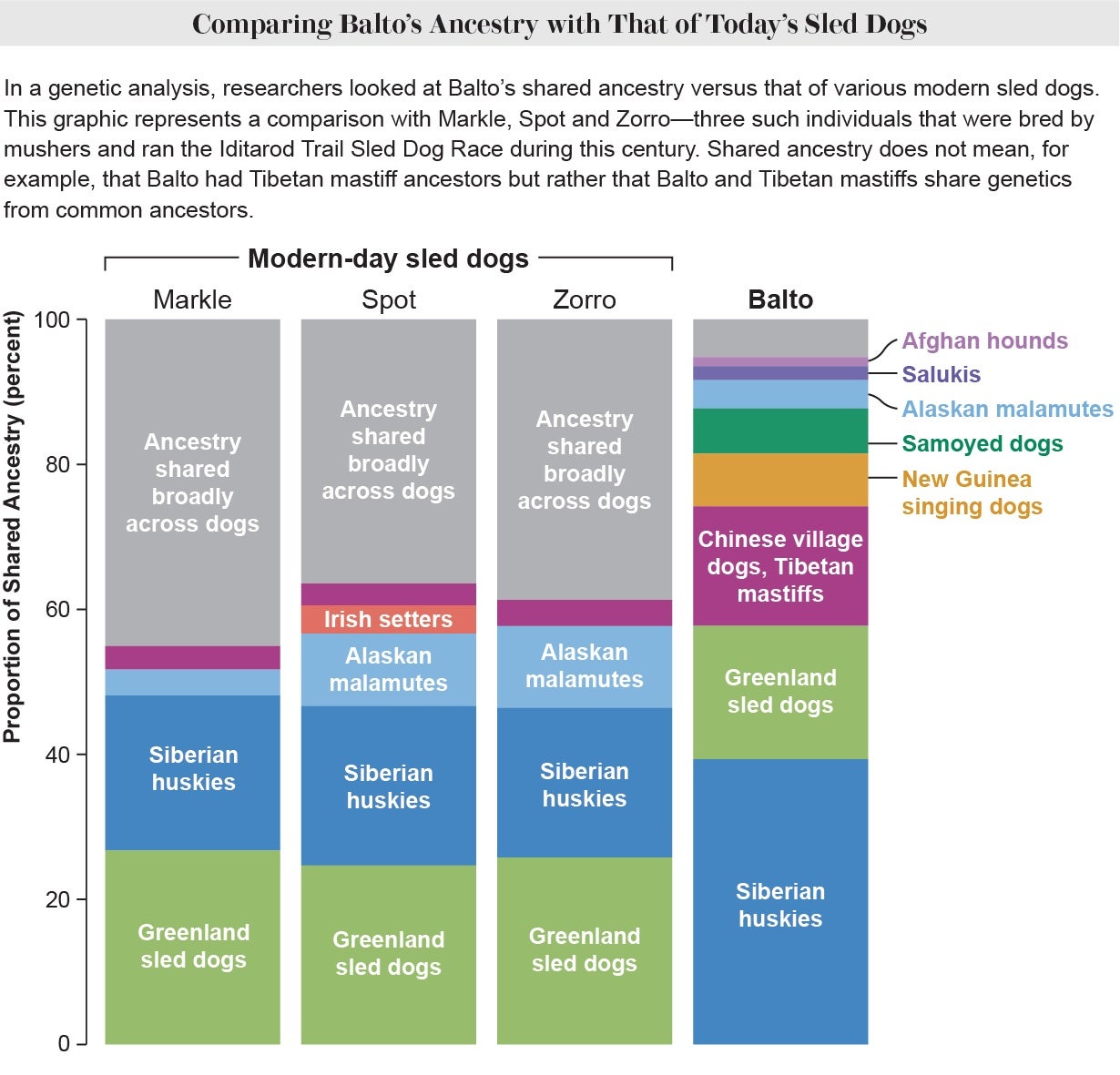 Stacked bar chart shows percentages of genetic ancestry that Balto and three modern sled dogs shared with various dog populations.