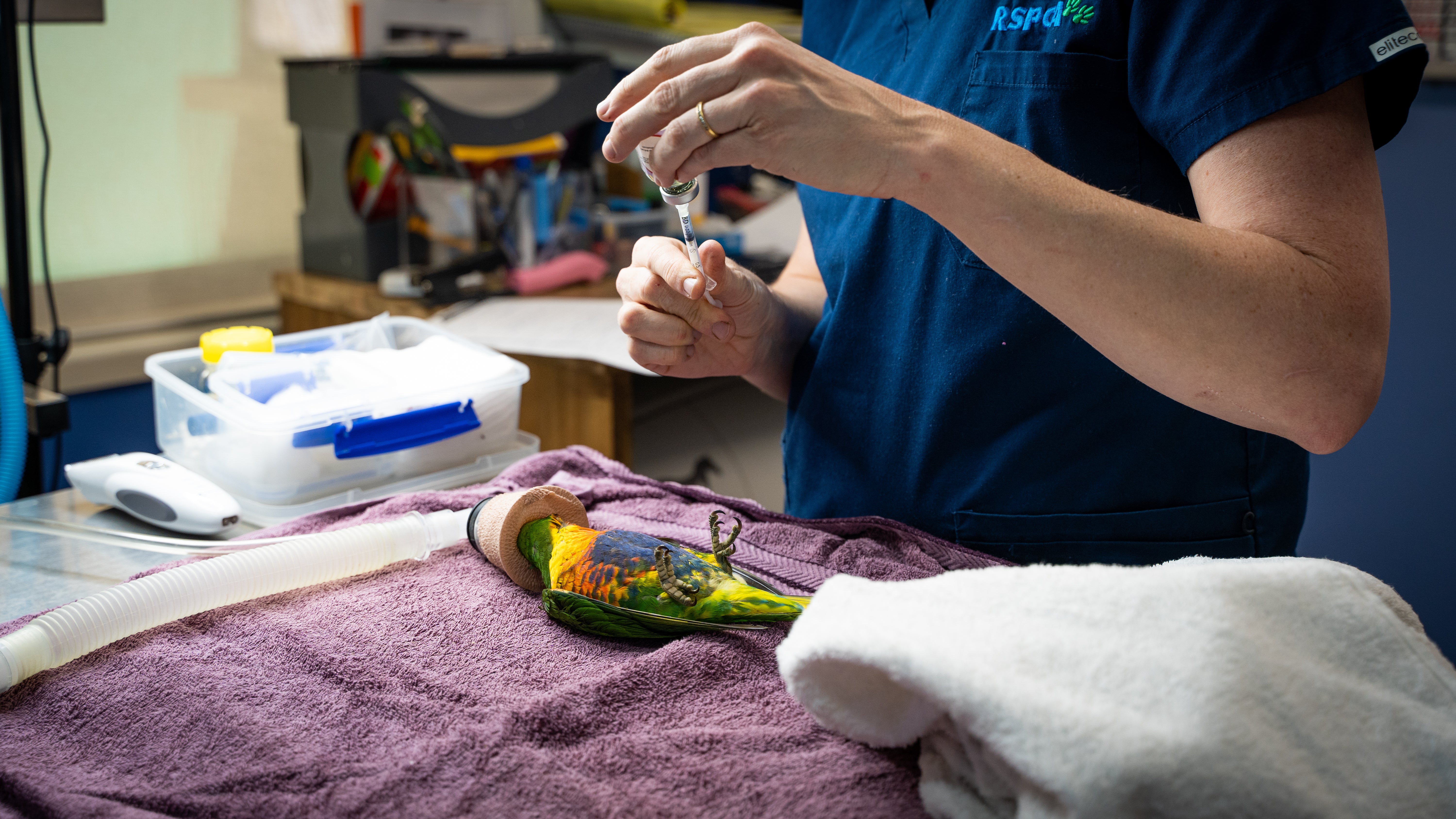 A paralyzed rainbow lorikeet.