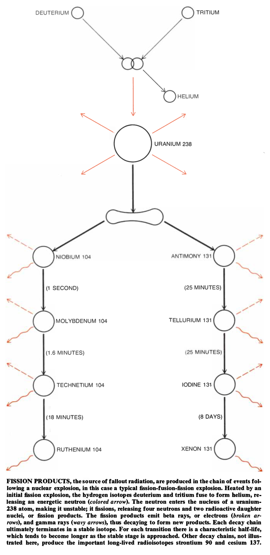 Schematic shows how fission products, the source of fallout radiation, are produced in the chain of events following a nuclear explosion.