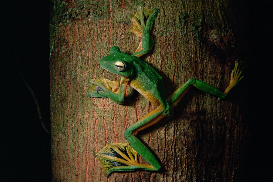 Wallace's flying frog (Rhacophorus nigropalmatus) on a tree trunk in the lowland rainforest, Danum Valley, Sabah, Borneo.