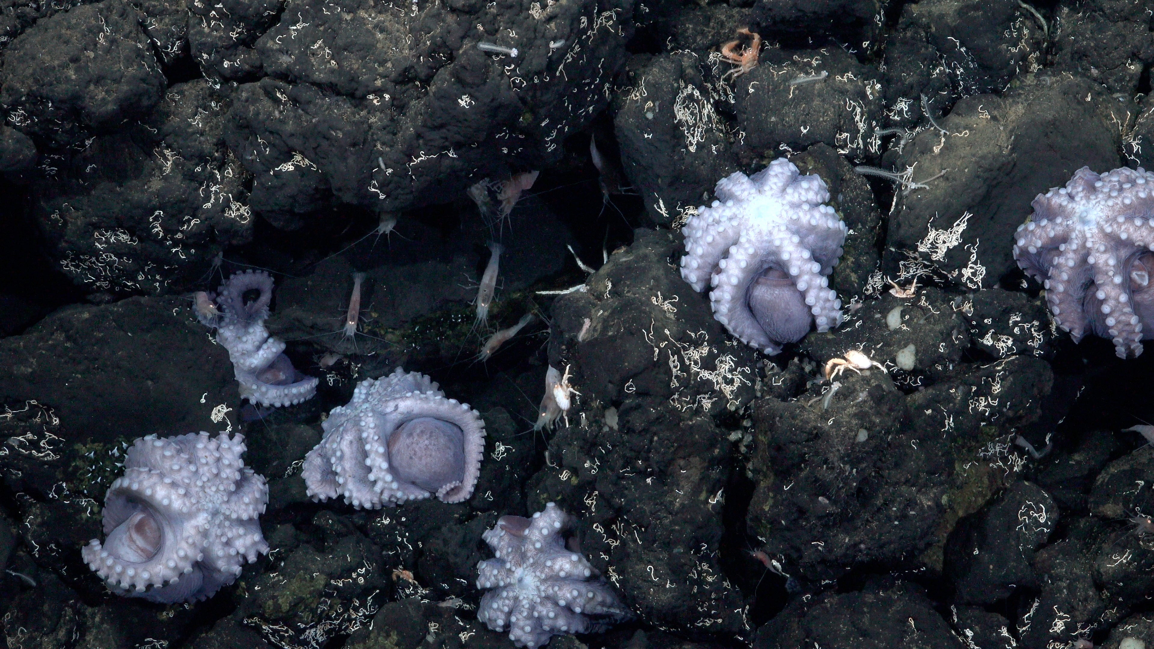 Brooding octopuses were found at a second hydrothermal vent spot, which is ony the world’s third-known deep-sea octopus nursery. 