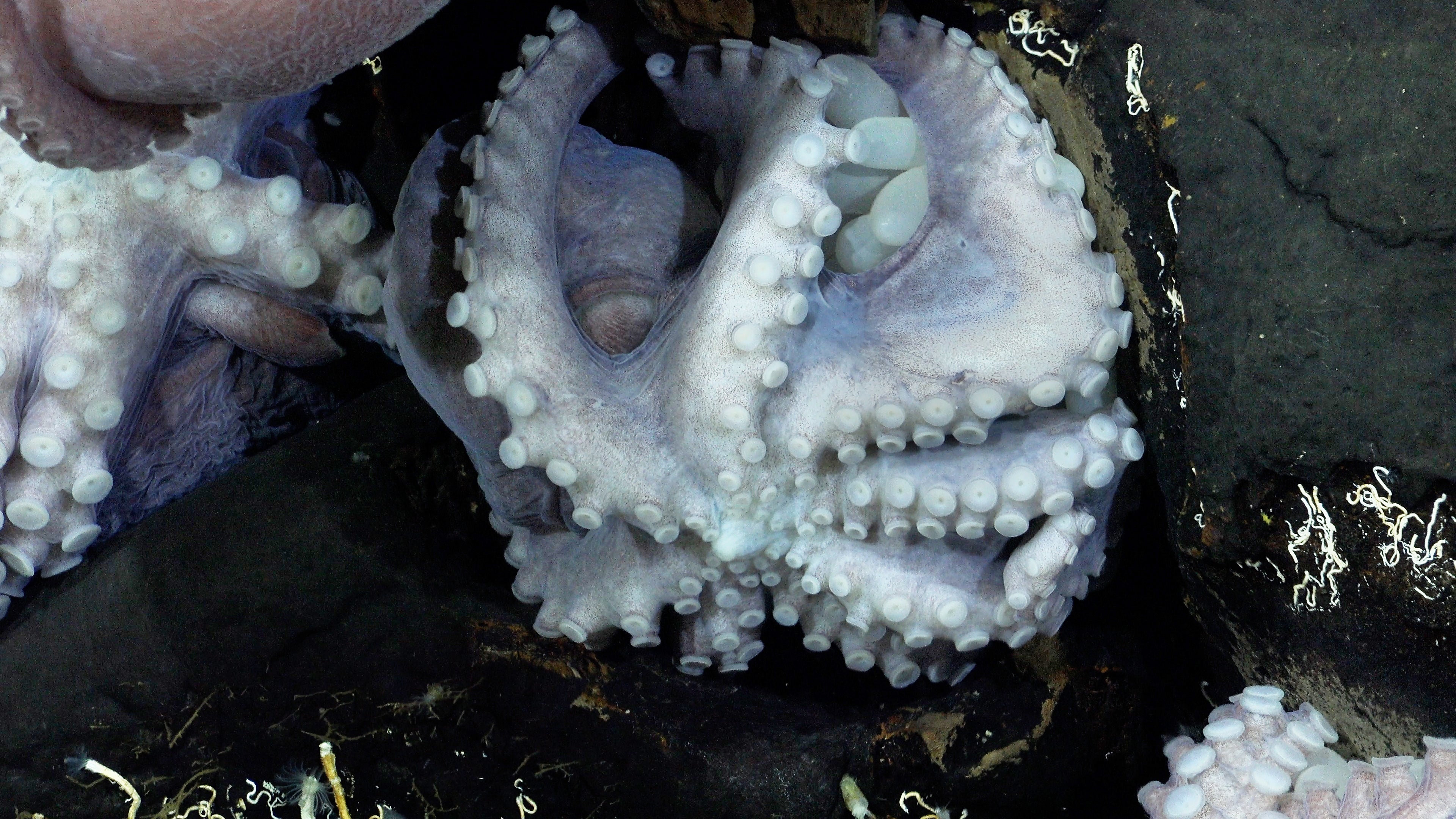 A brooding octopus with its clutch of eggs at the Dorado Outcrop.