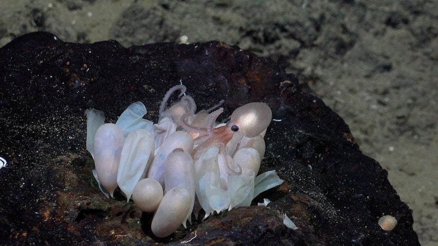 An octopus hatchling emerges from a group of eggs at a new nursery, first discovered by the same team in June, at Tengosed Seamount off Costa Rica.