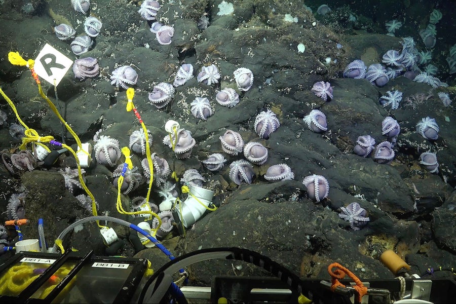 Multiple octopuses clinging to a rock in the ocean.