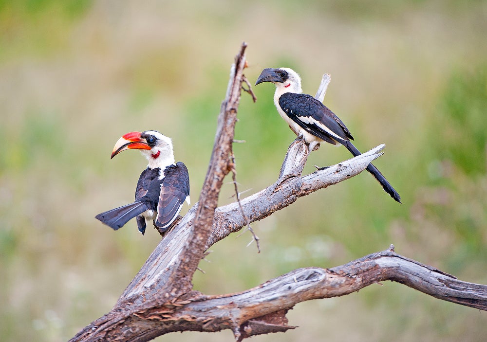 Why So Many Savanna Animals Mate for Life | Scientific American