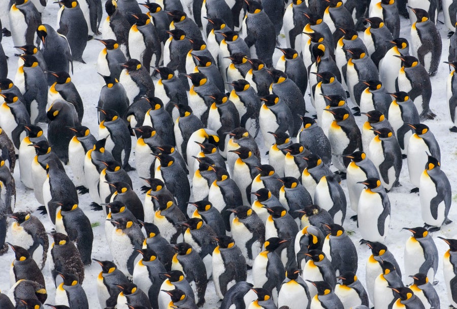 King Penguins, Aptenodytes patagonicus, huddled together during storm