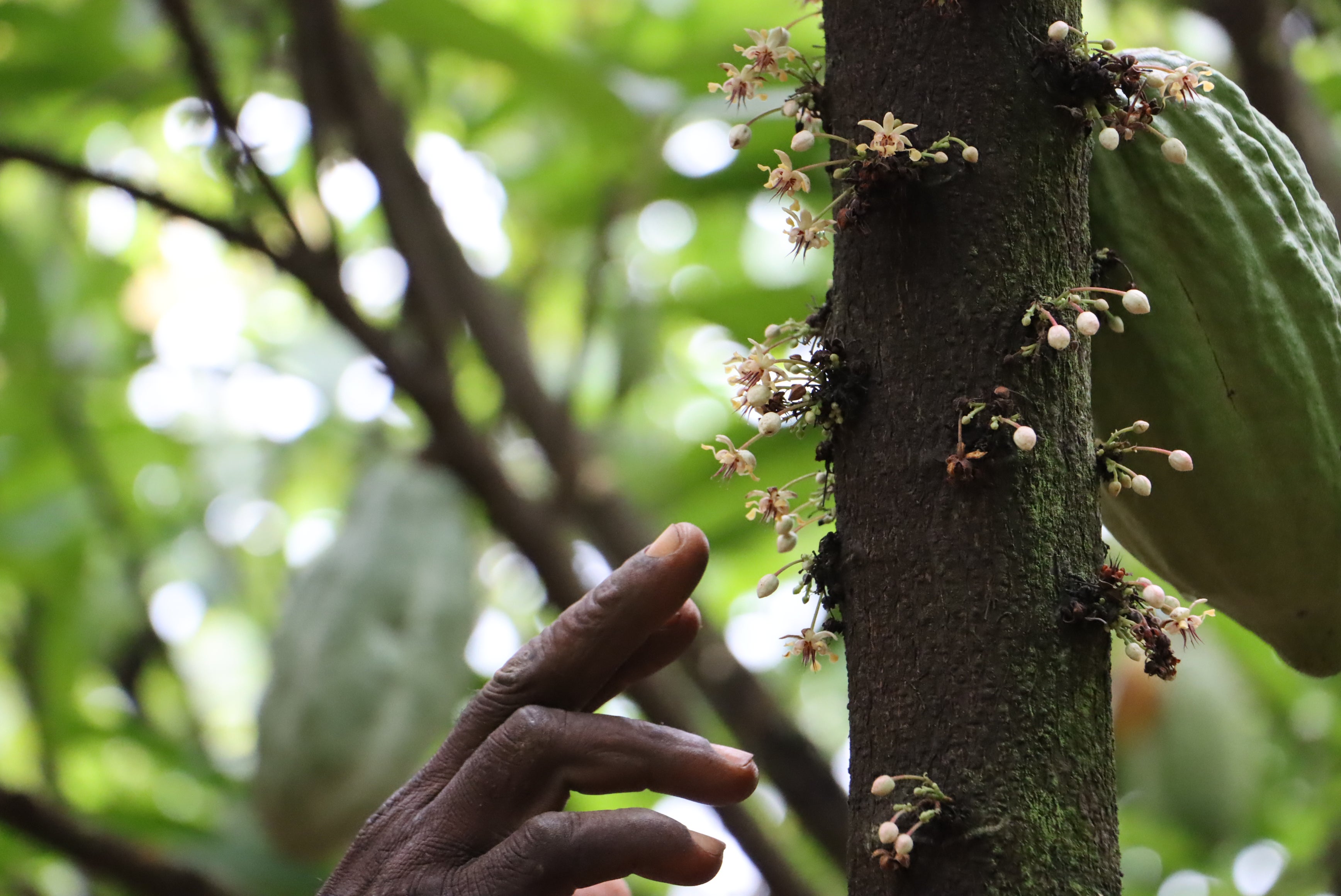 Hand pollination is a technique used to increase cocoa yields.