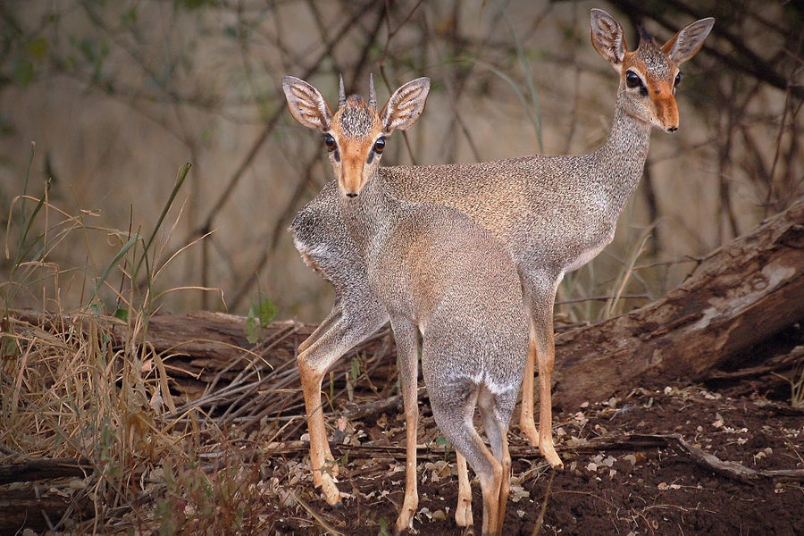 Dik-diks in a forest