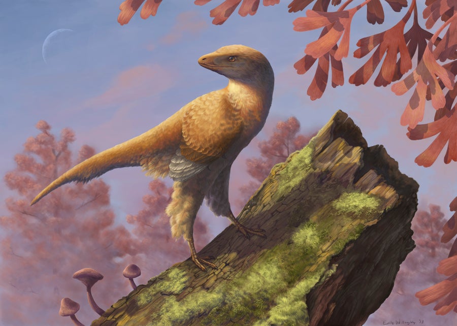 An artist’s conception of Eosinopteryx.