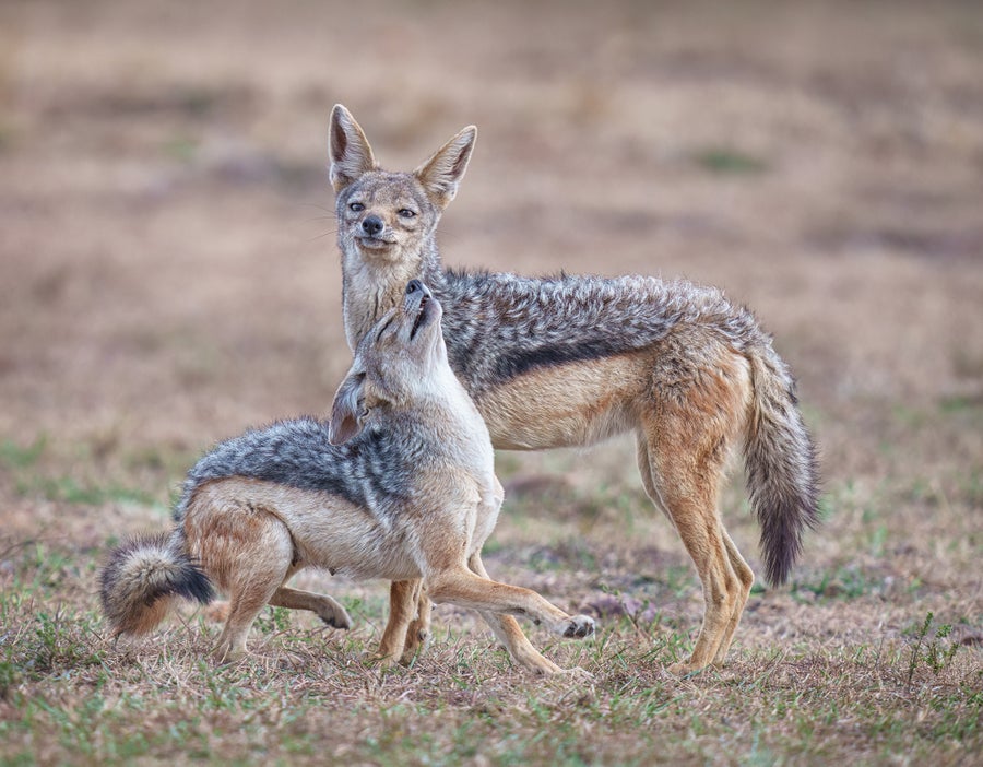 Mated Black-backed Jackals affectionately greet each 