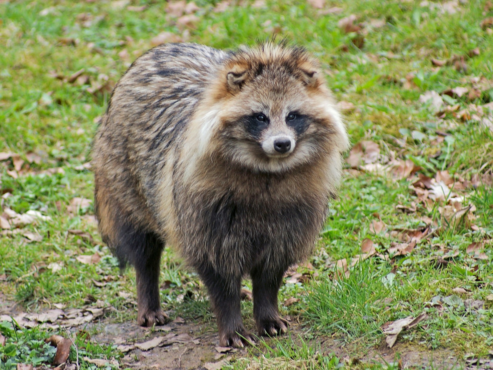 Raccoon Dog in natural ambiance.