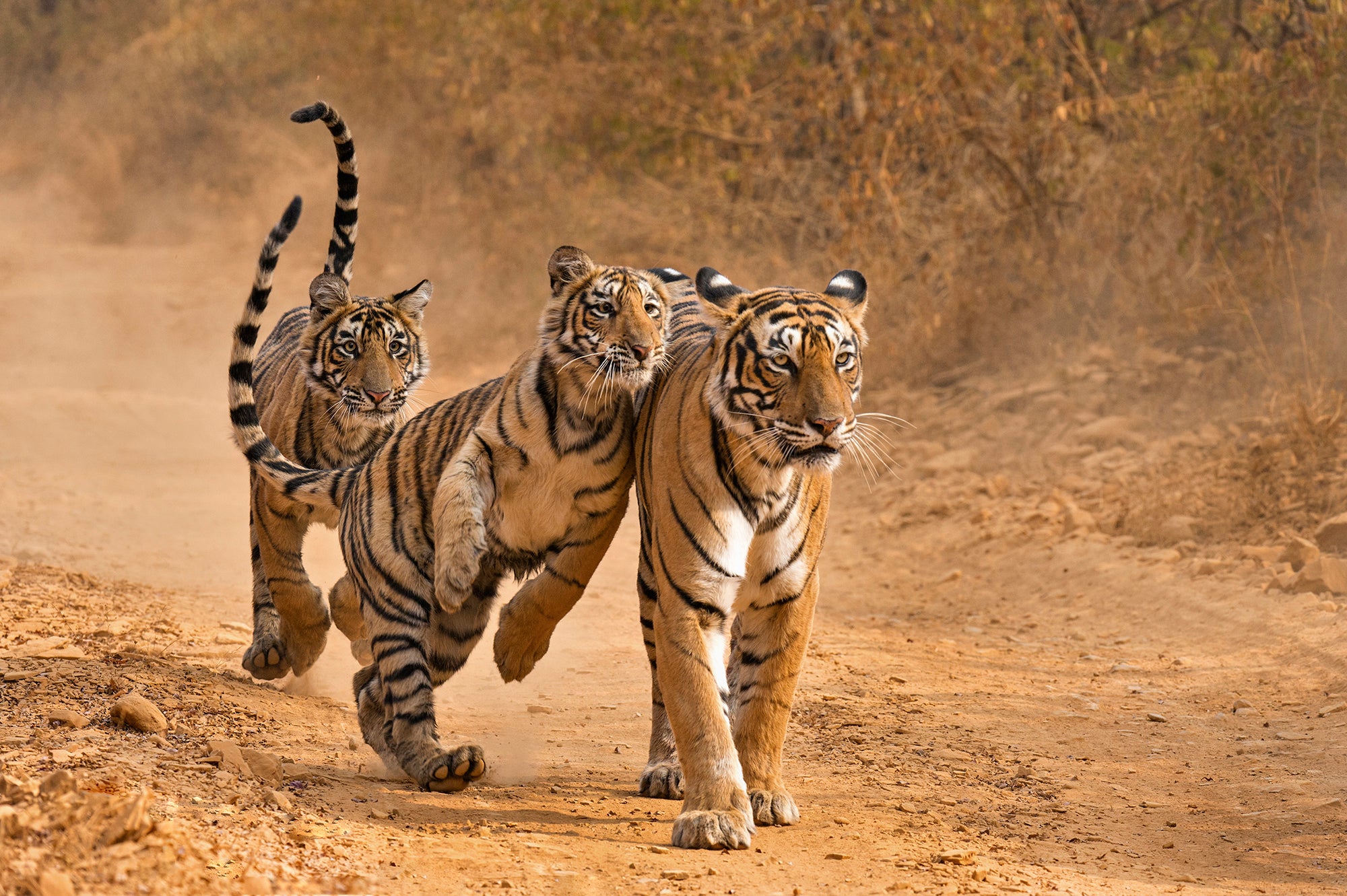 A. mother and two tiger cubs walking on dirt road. The mother is walking towards the camera and one of her cubs is jumping on her tenderly, while the other cub is walking towards them in the background.