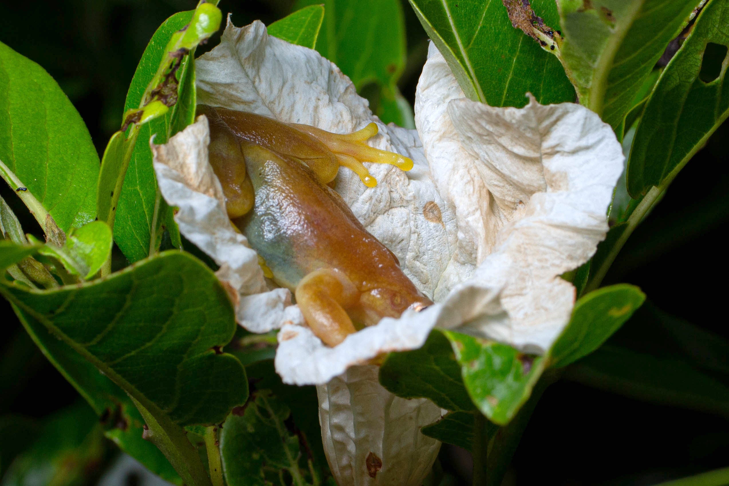 X. truncata within a Cordia taguahyensis flower. 